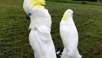 蓝眼巴丹鹦鹉寿命的秘密 影响鹦鹉寿命的三大元素 鹦鹉小木屋 宠物鸟图鑑ep17 哔哩哔哩 Bilibili