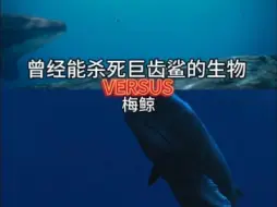 Download Video: [论战]曾经能杀死巨齿鲨的生物VS（碰瓷）梅鲸