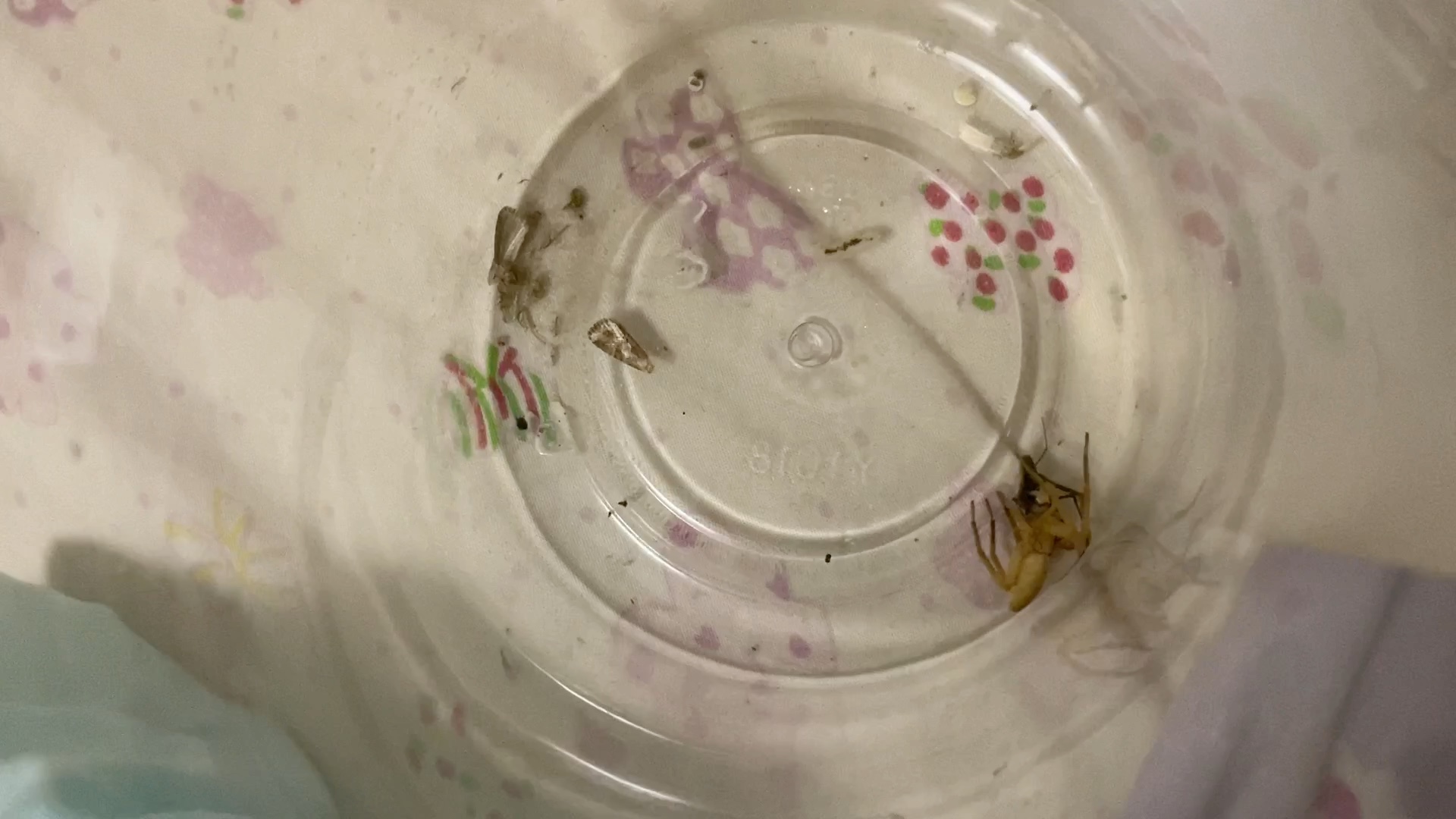 盗蛛扑杀肖蛸蛛