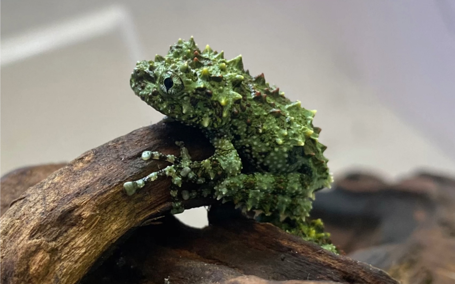 双色棱皮树蛙"莫斯蛙"养成记