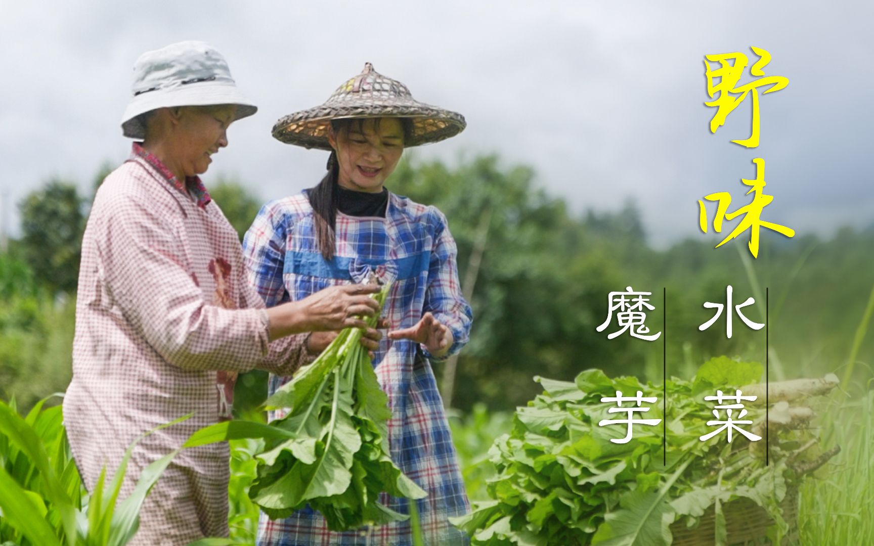 为了一道美食(水菜,也叫魔芋),上山下坝,几天才完成,不过上桌那一刻,一家人享受的模样我就知道值了哔哩哔哩bilibili