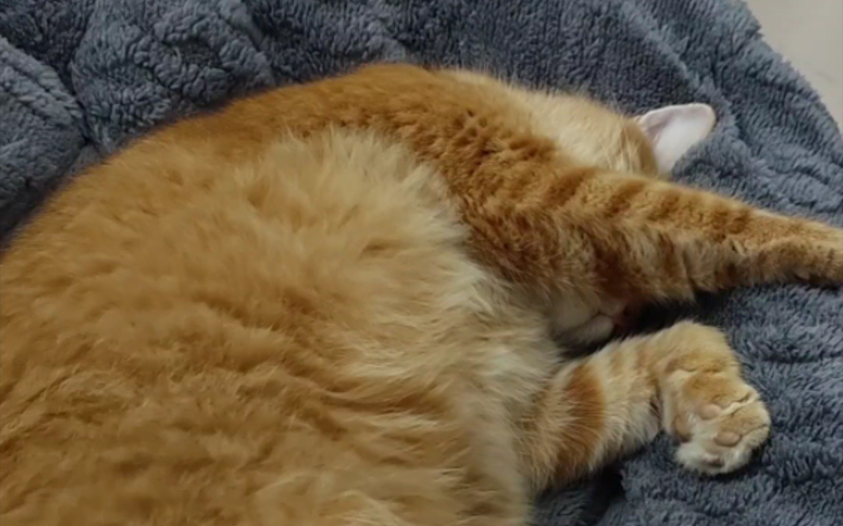 拍不醒一只沉睡的猫