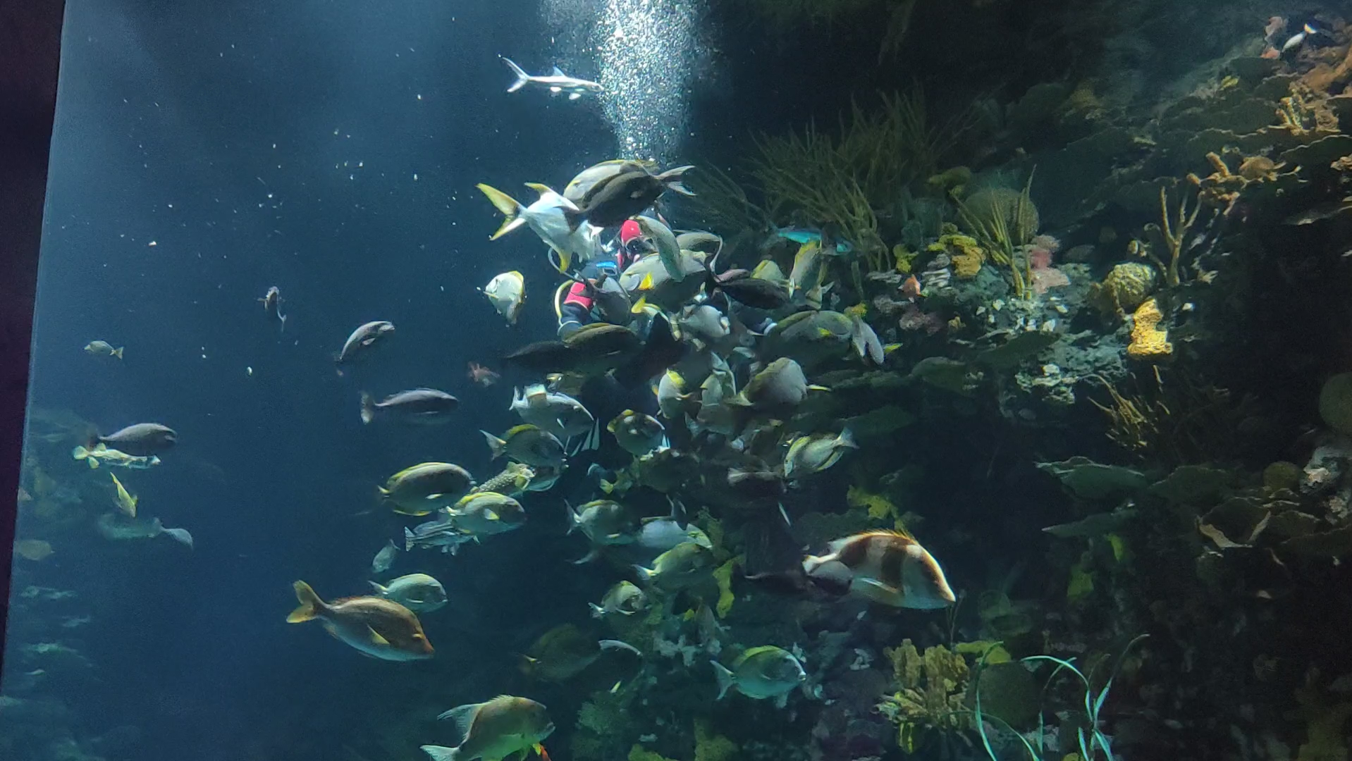 长风公园海洋馆:带你走进蓝色梦境