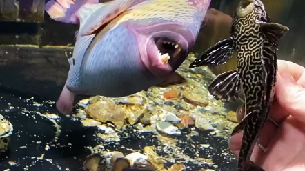 比食食人鱼还猛的泰坦