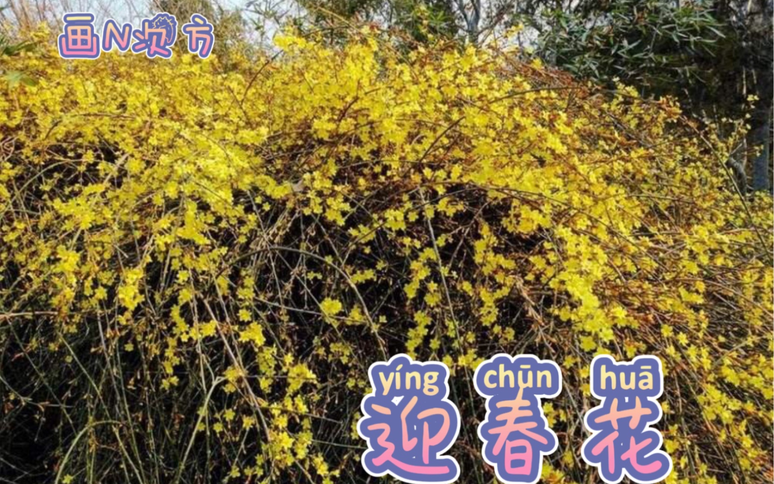 春暖花开了~画一个一学就会,金灿灿的迎春花.哔哩哔哩bilibili