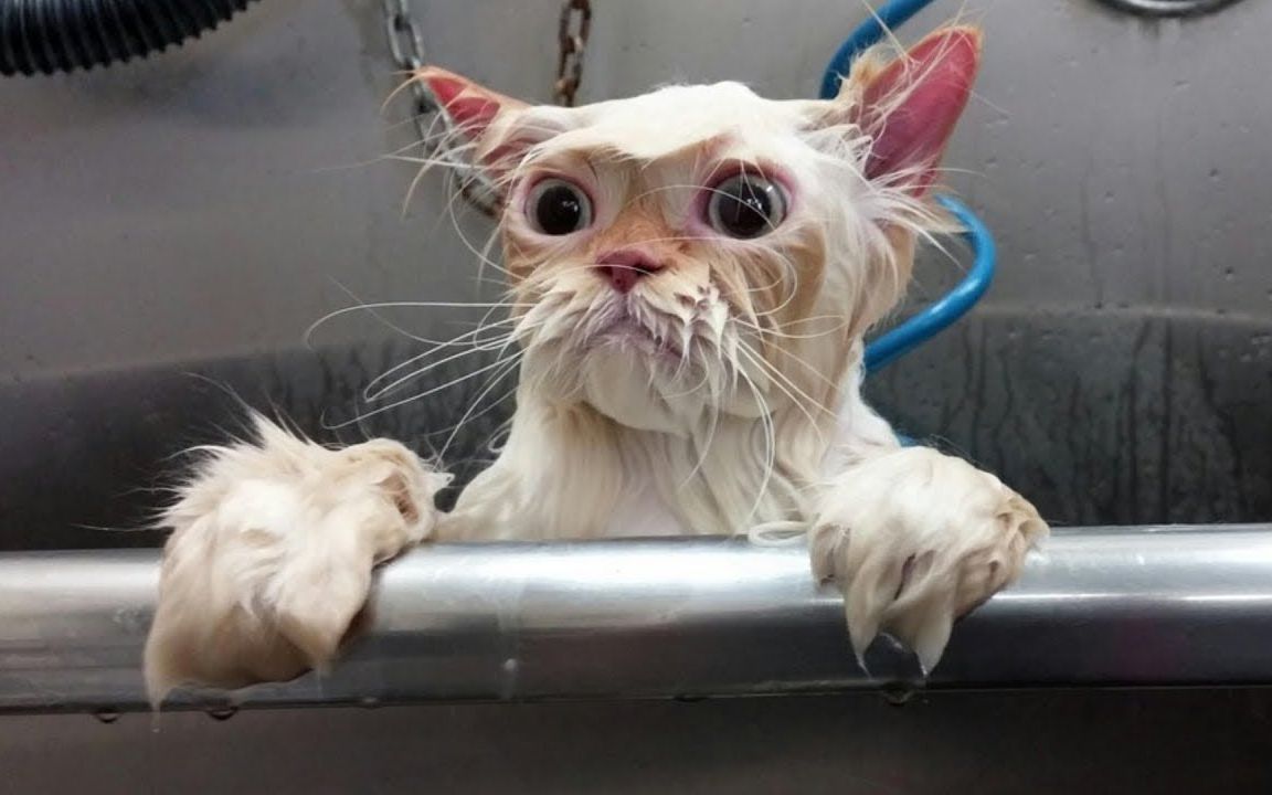 萌宠搞笑趣味视频集锦#5_哔哩哔哩 (゜-゜)つロ 干杯~-bilibili