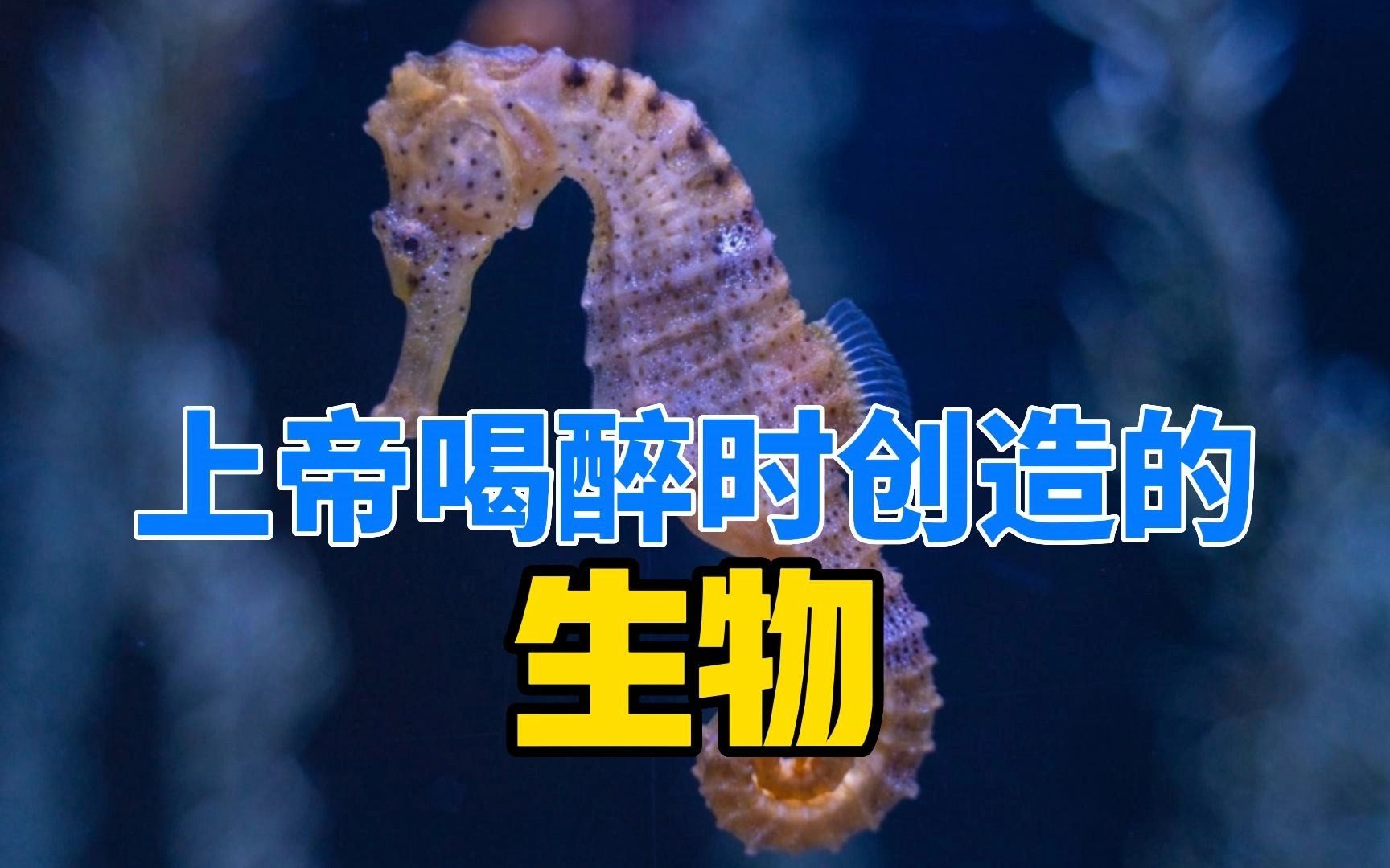 神秘的海马:为何被称为「上帝喝醉时创造的生物」?生物学家惊叹连连哔哩哔哩bilibili