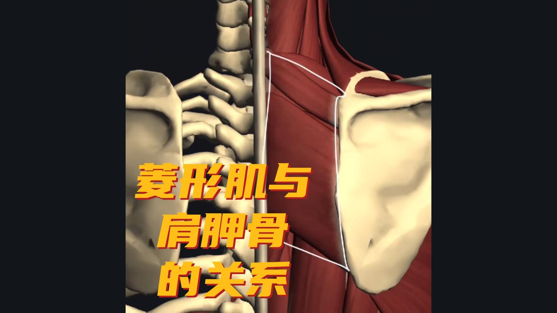 菱形肌与夹肌和前锯肌的对立关系哔哩哔哩bilibili