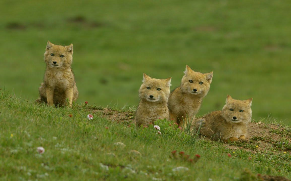 可爱的藏狐宝宝