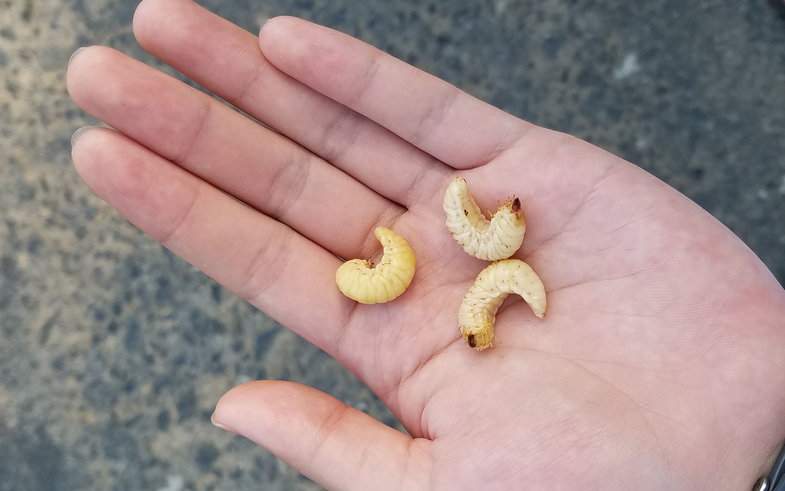 嘎嘣脆鸡肉味的葛根虫_哔哩哔哩 (゜-゜)つロ 干杯~-bilibili