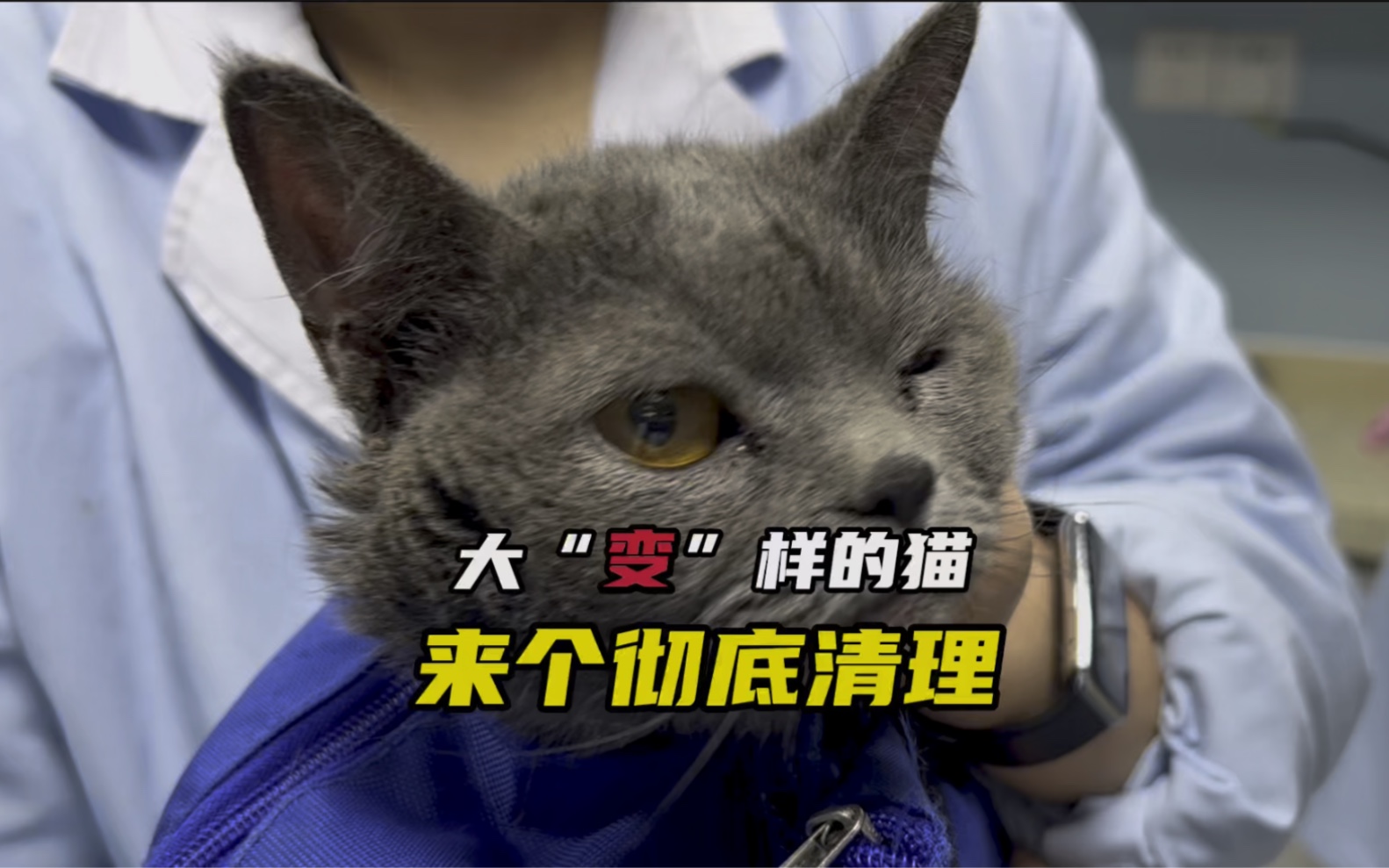 猫生的 第一次大改造?哔哩哔哩bilibili