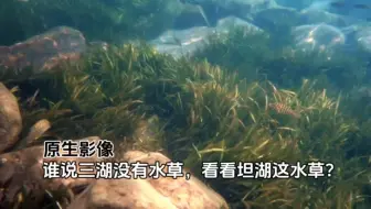 茂盛的坦湖水草区