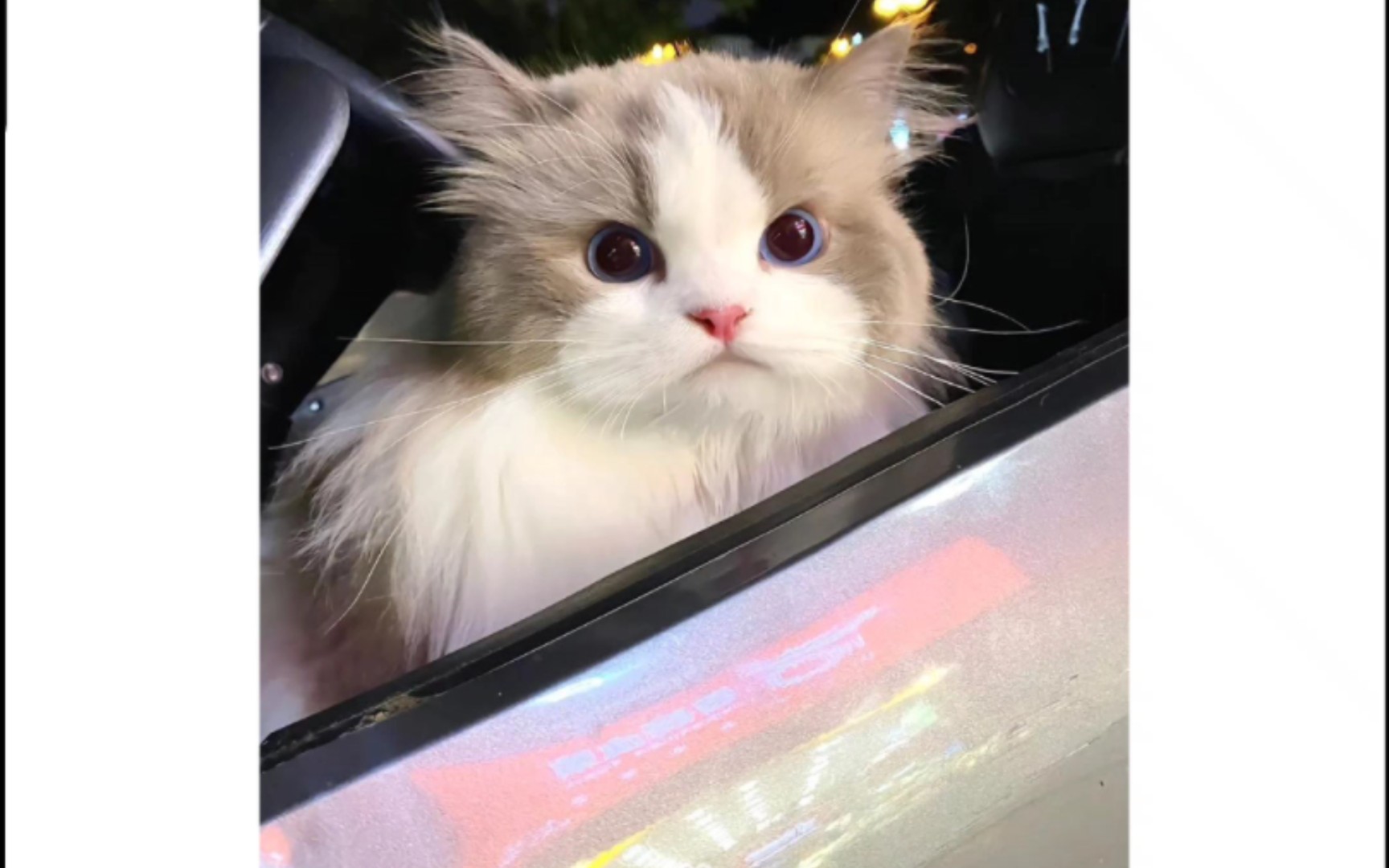 萌宠瞬间:让你心融化的小动物可爱表情