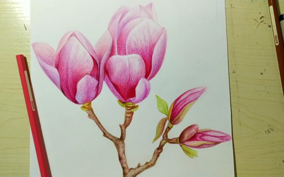 【彩铅】玉兰花教程