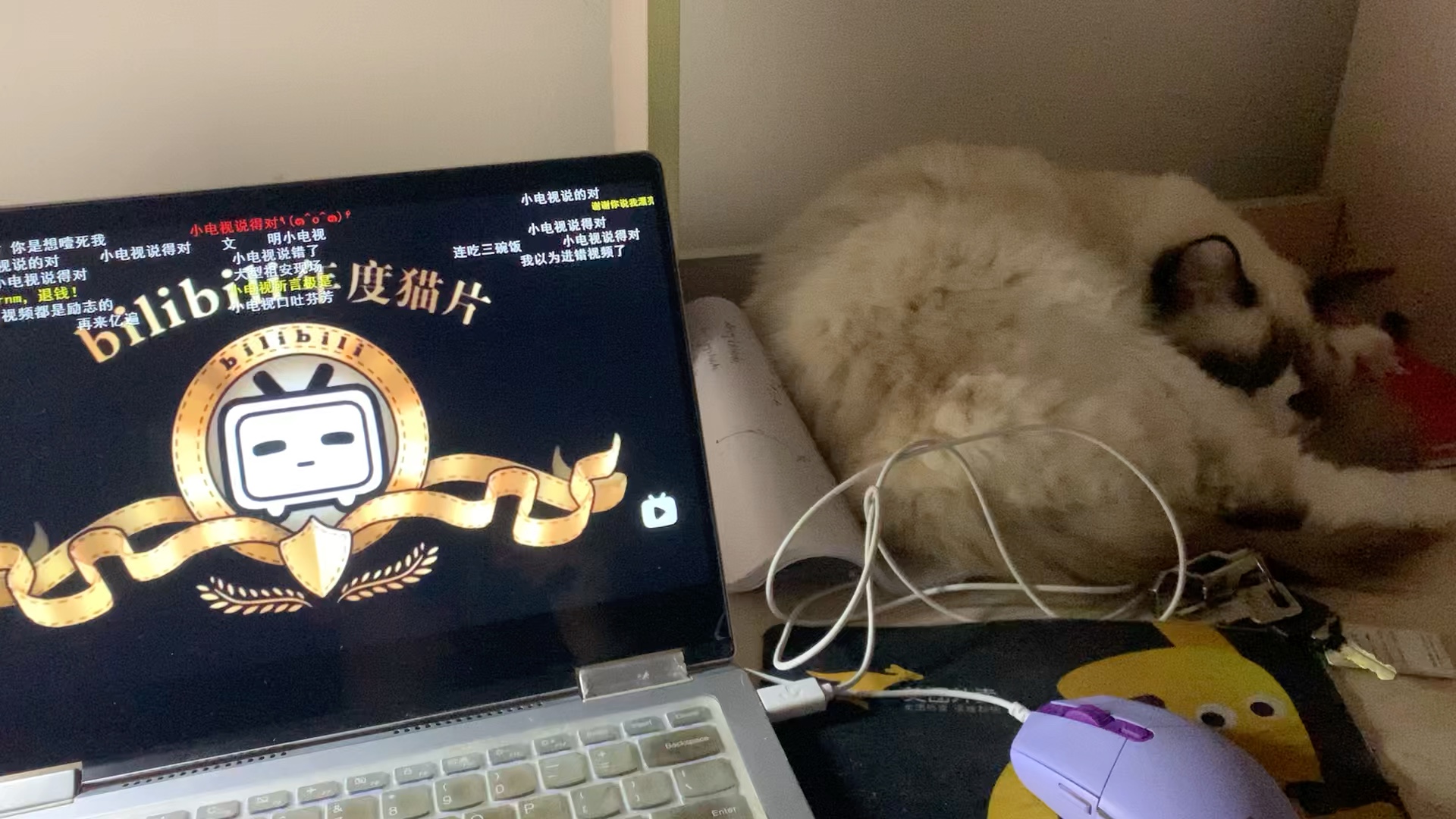 吸引猫猫的声音?B站自带!哔哩哔哩bilibili