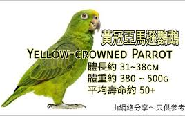 黄冠亚马逊鹦鹉 (单顶帽、小黄帽) Yellowcrowned Parrot哔哩哔哩bilibili