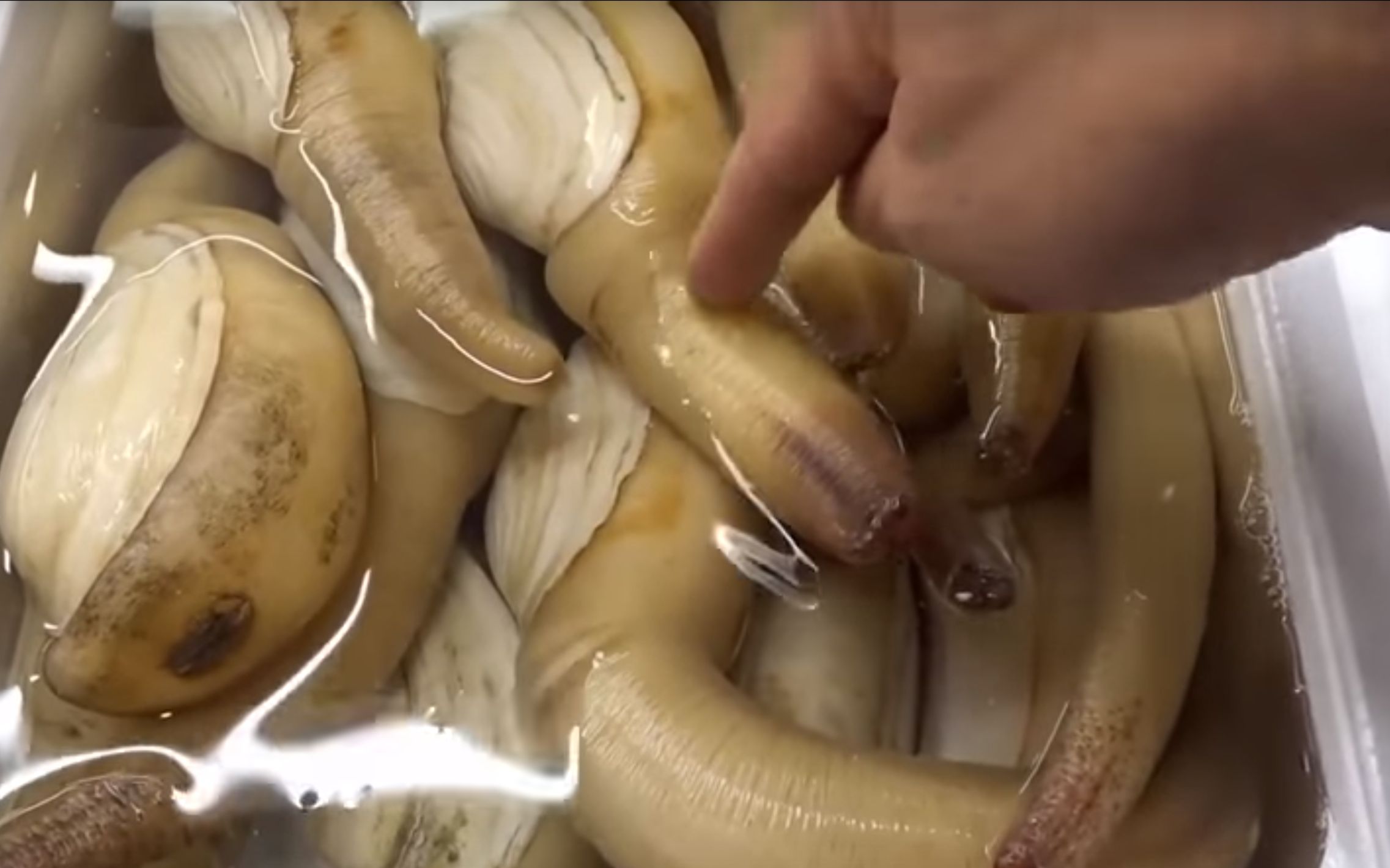 【白桃视频搬运】用手指去戳象鼻蚌会发生什么呢?