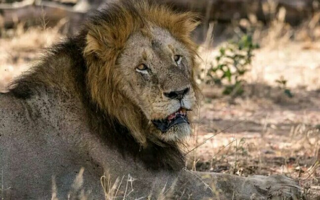 曼联雄狮:老大炭鬃霸占食物