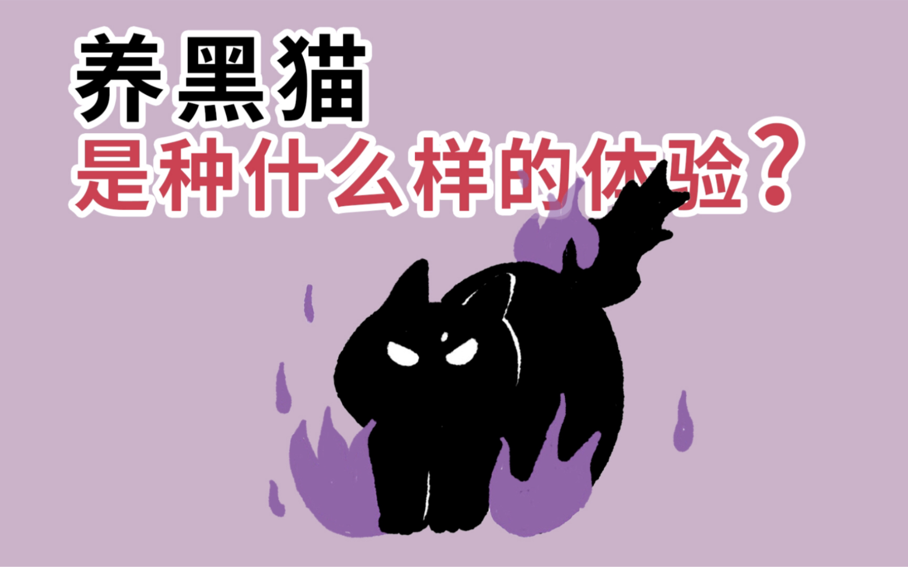 千万不要养黑猫呀!否则会发生这样的事……哔哩哔哩bilibili