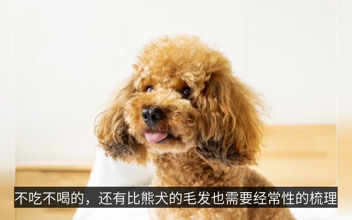 【科普视频】适合家养的四种小型犬?(部分素材来源“怡亲”百科大全网站)哔哩哔哩bilibili