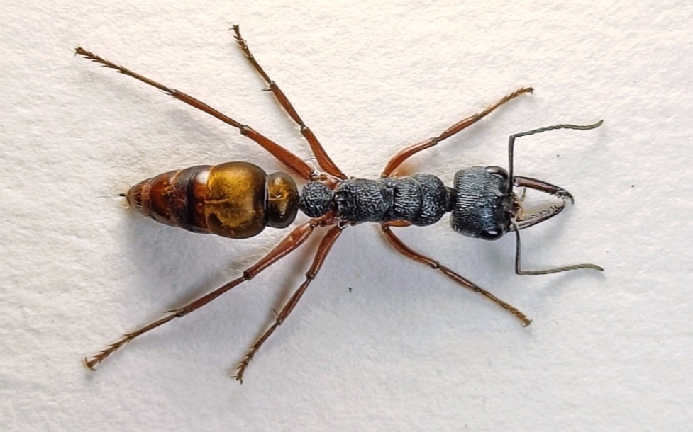 褐臀牛蚁(大工)myrmecia fulviculis