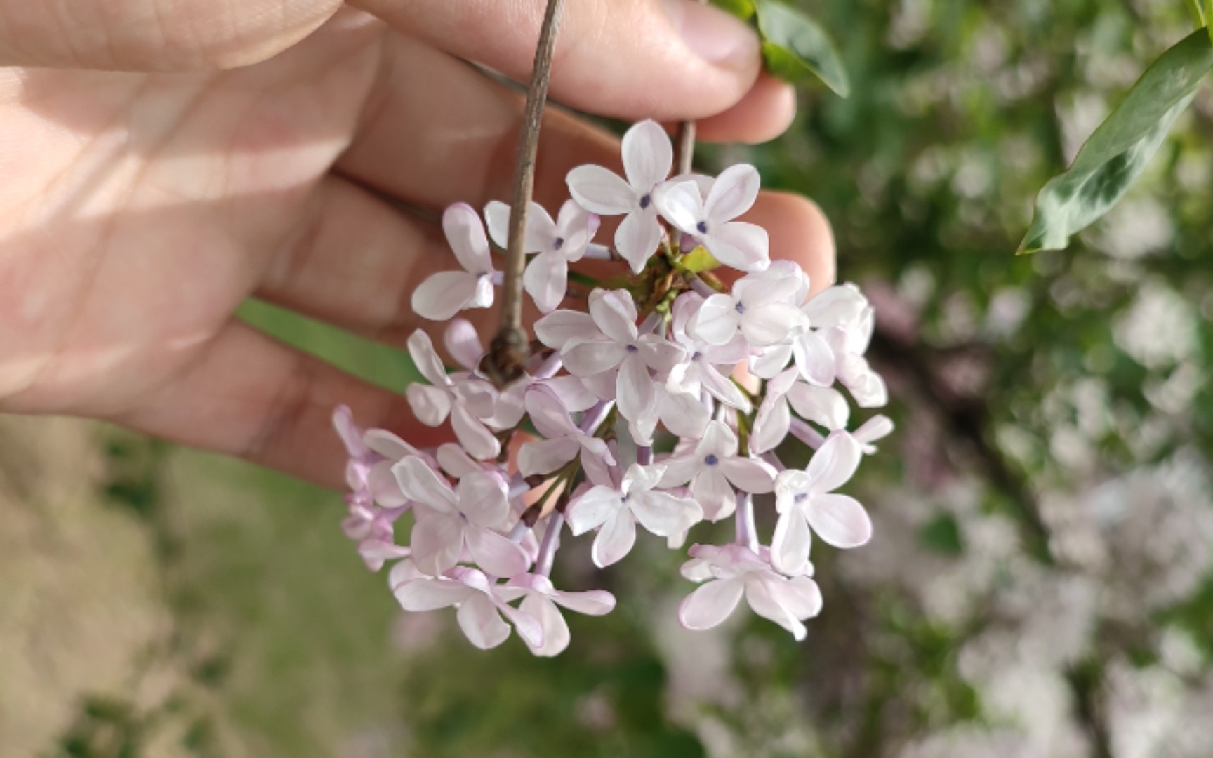 [图]紫丁香和它的花粉显微观察