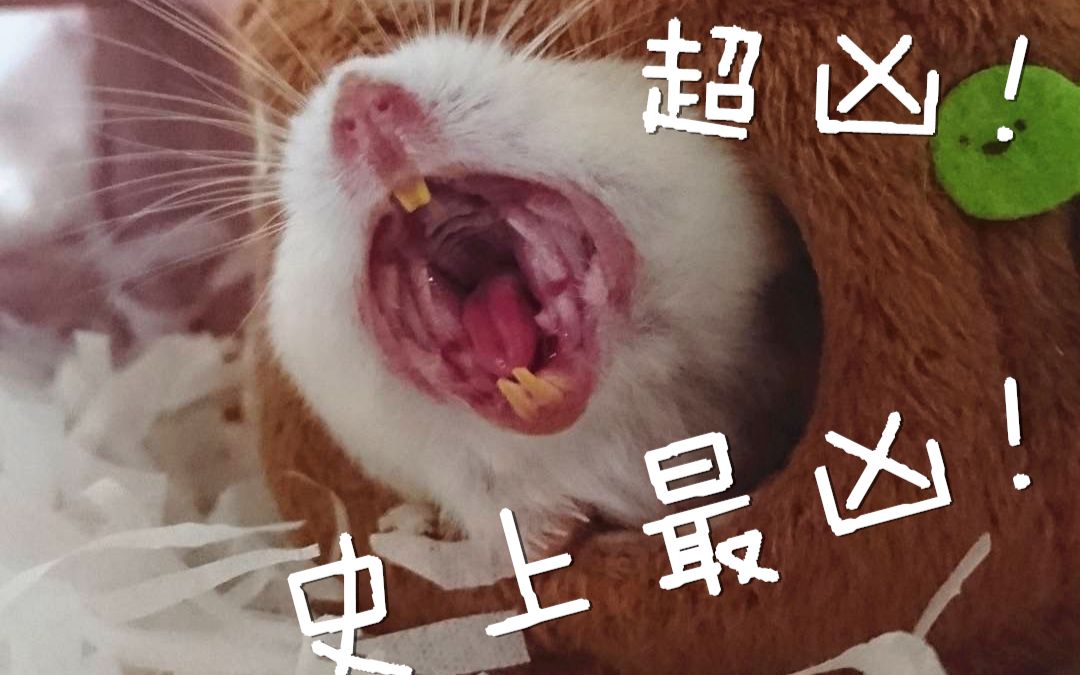 【仓鼠打哈】可以说是炒凶的了!ミ19Д19彡