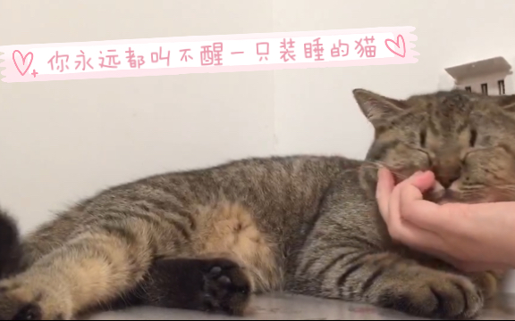 [图]你永远叫不醒一只装睡的猫