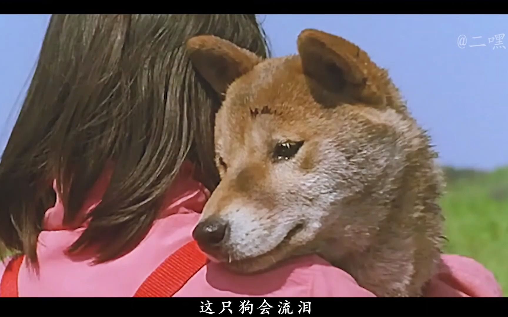 危险来临时守护你身边的永远是忠诚的狗狗《爱犬的奇迹》 (1)