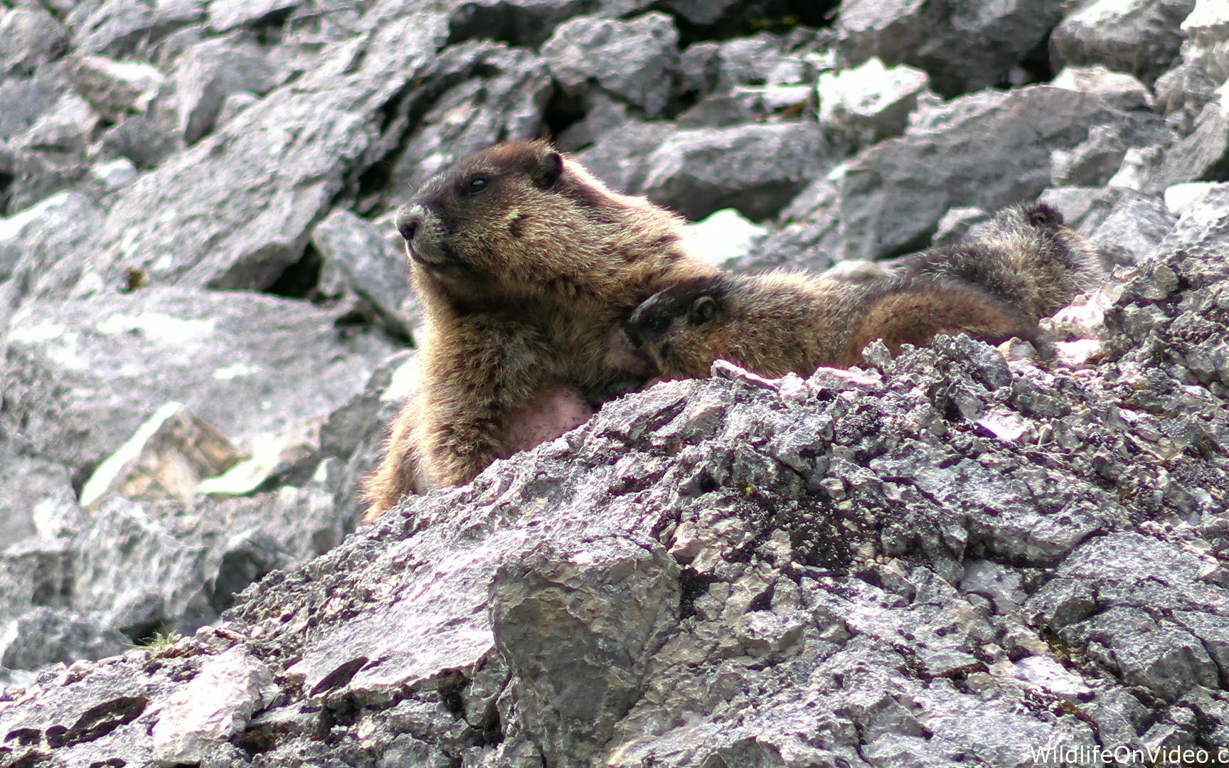 土拨鼠妈妈在给宝宝喂奶