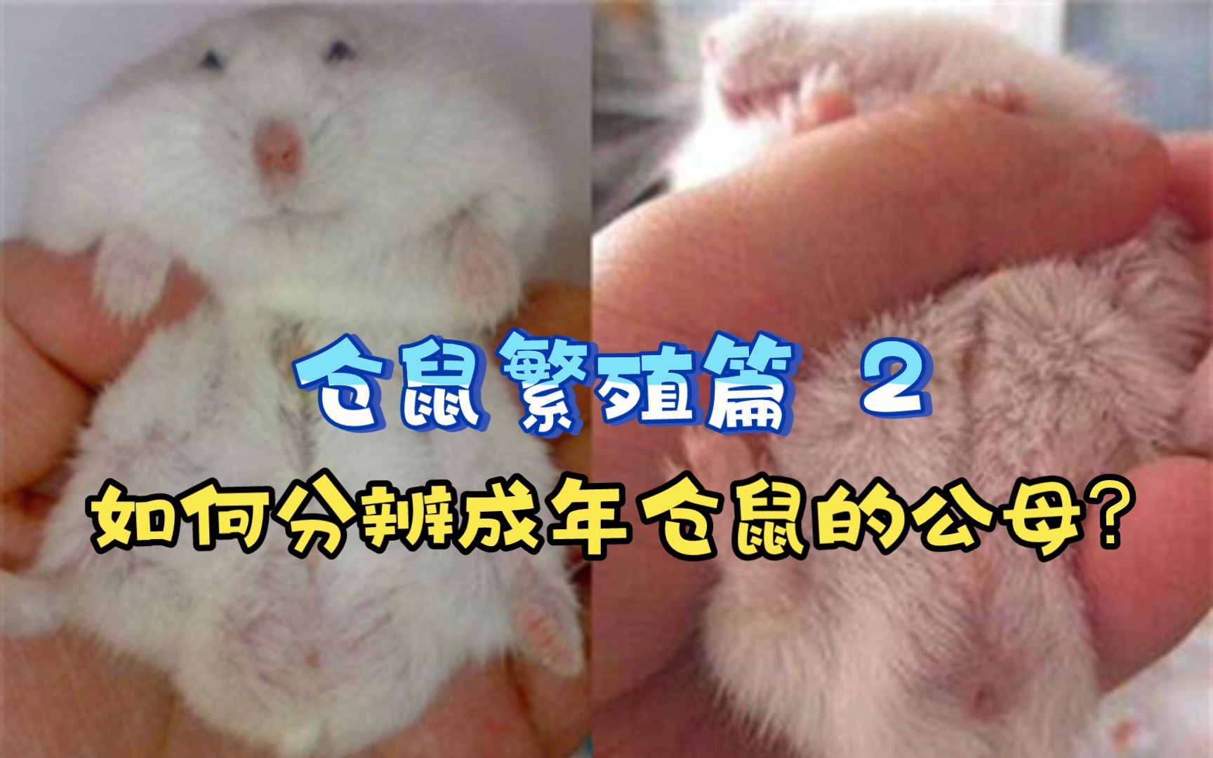 【仓鼠繁殖篇 2】如何分辨成年仓鼠的公母?