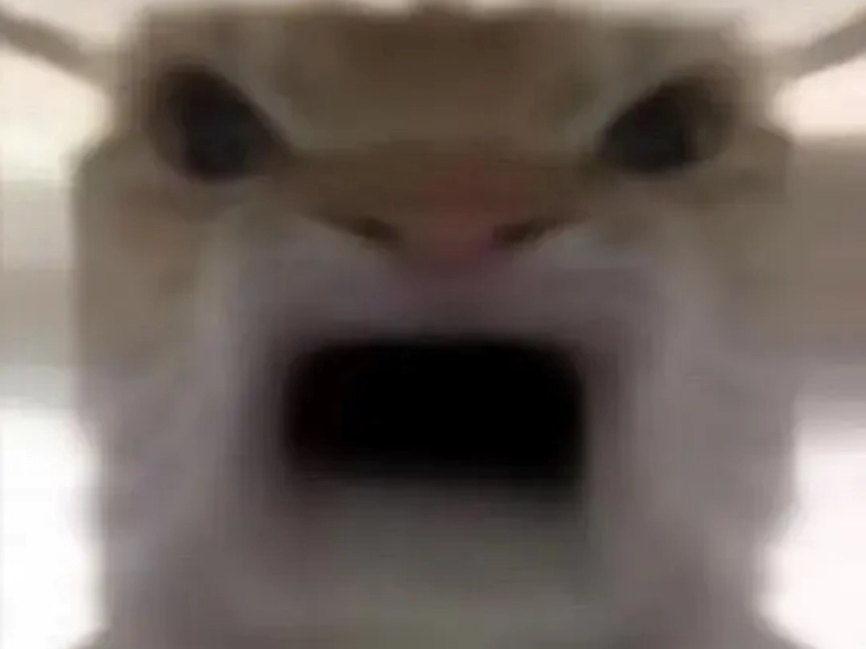 猫猫表情包大全