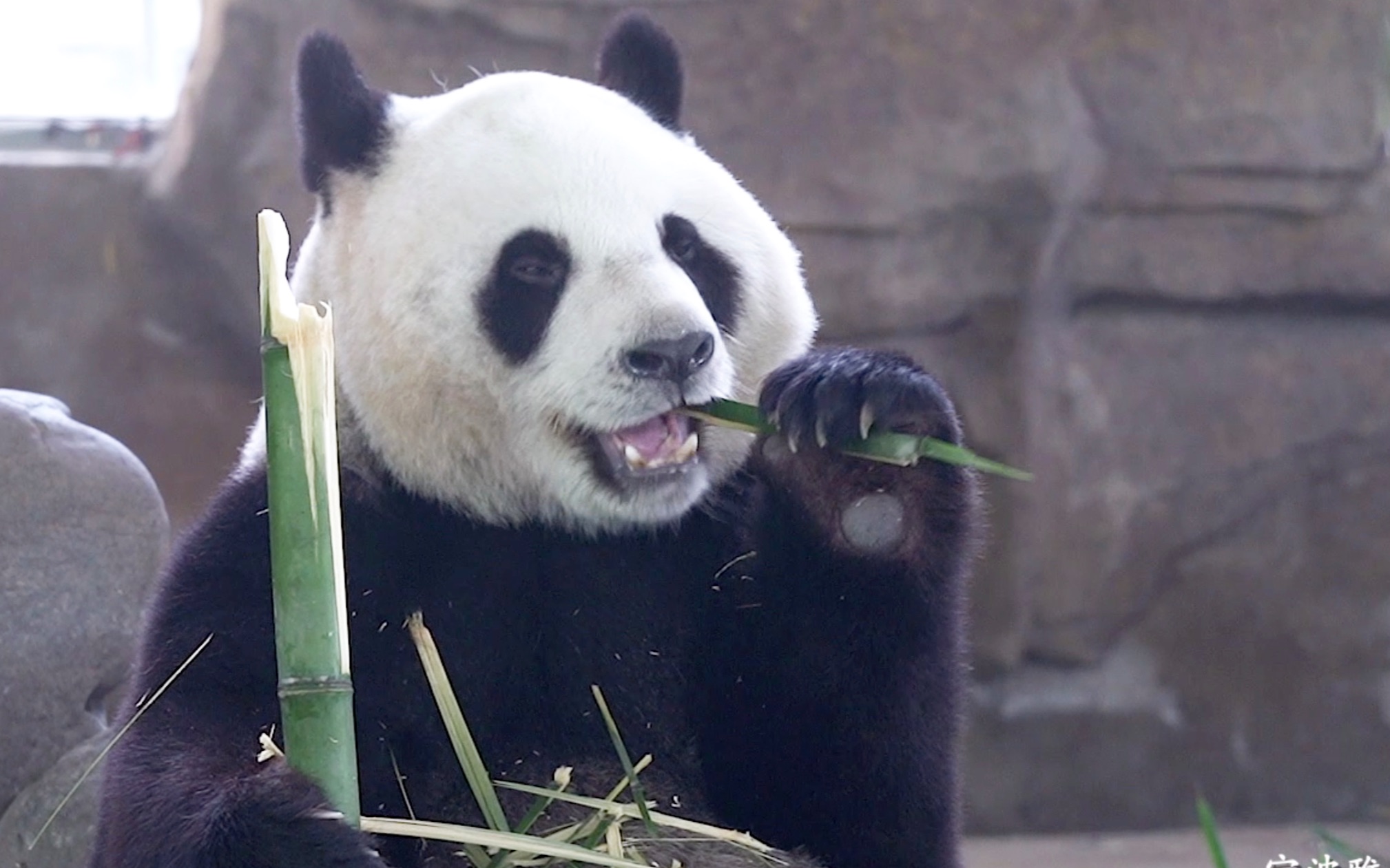 【大熊猫阿杰】正面 大脸 一直吃!