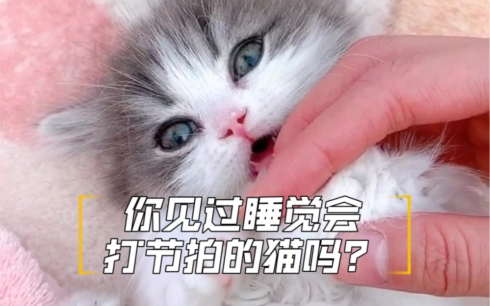 你见过睡觉会打节拍的猫吗