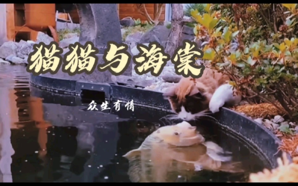 [图]猫猫与海棠: 众生有情，万物有灵