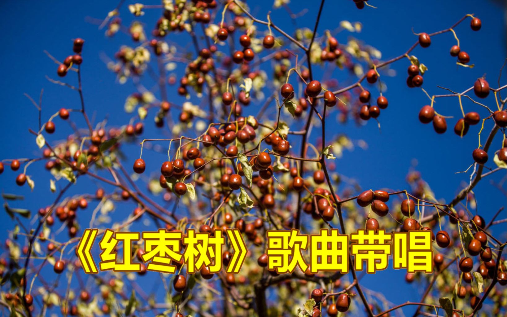 《红枣树》歌曲带唱,轻轻松松学唱歌