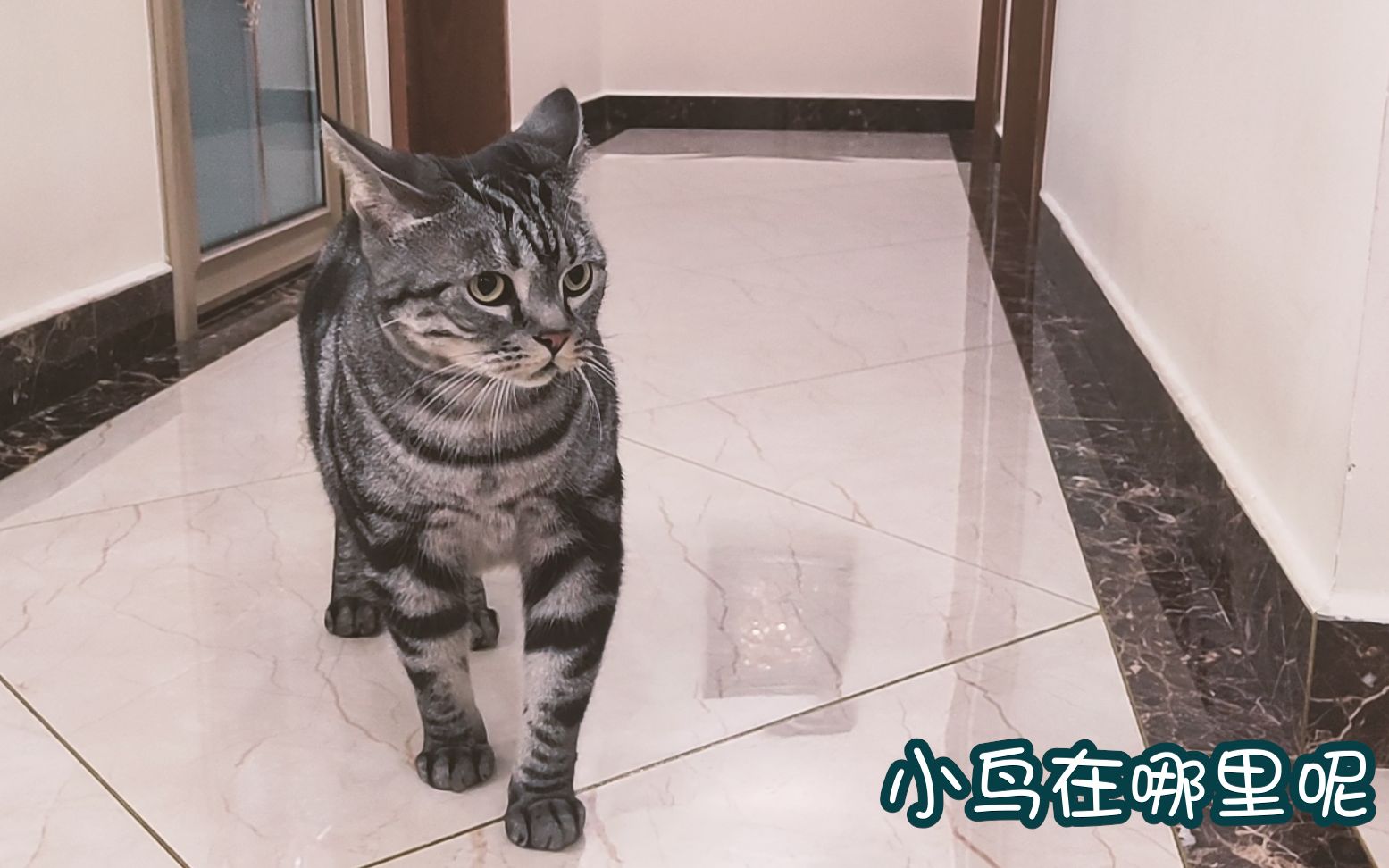 猫咪被忽悠的一天,看猫咪对声音的敏感程度,最喜欢什么声音呢?哔哩哔哩bilibili