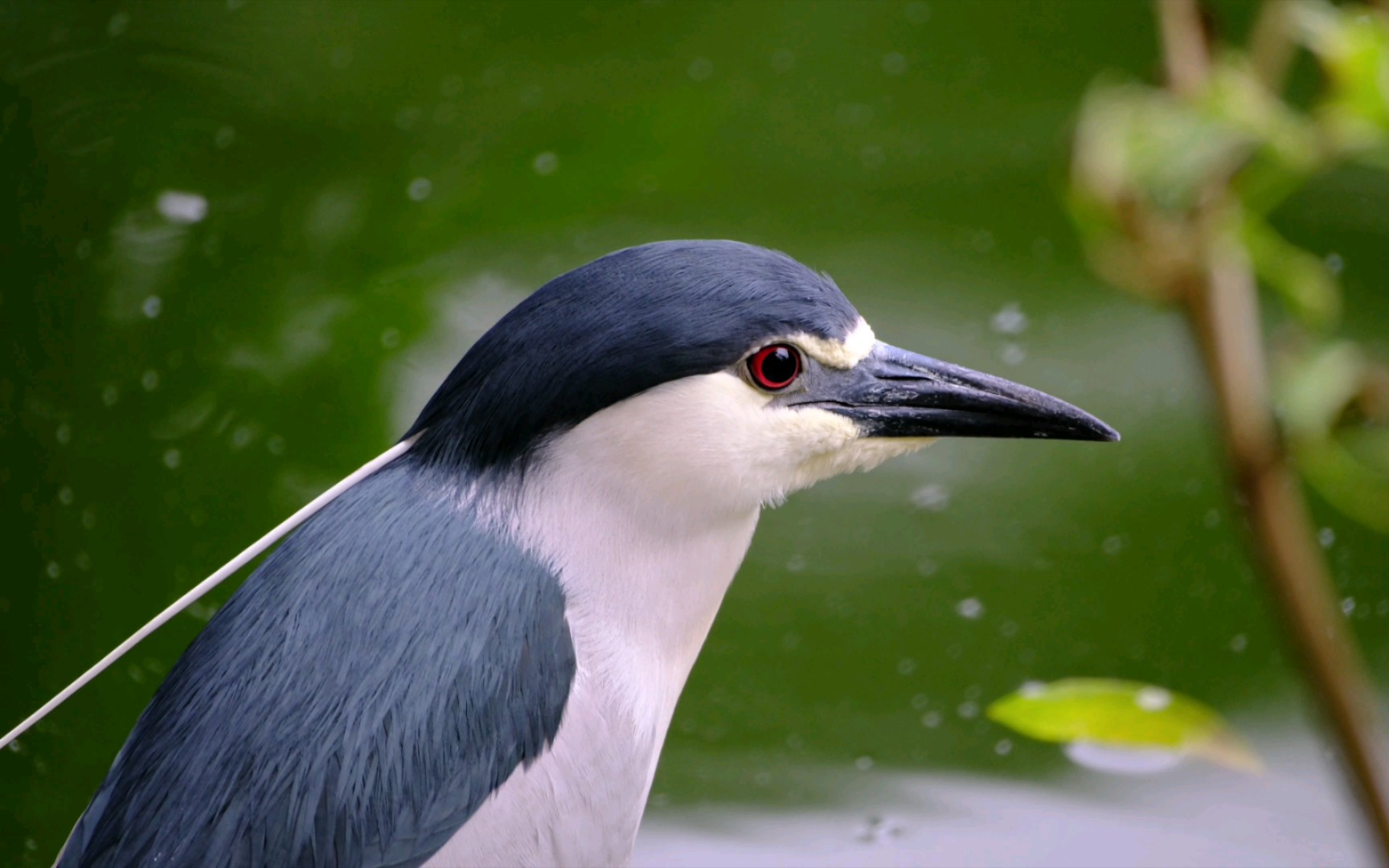 近距离观赏夜鹭的小辫子!