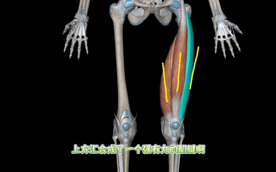 推拿必学解剖,膝关节重要的肌肉 ,2分钟带你了解股四头肌哔哩哔哩bilibili