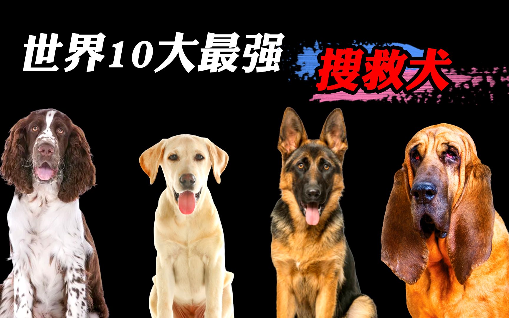 [图]世界最强10大搜救犬，高科技在它们面前都不值一提！