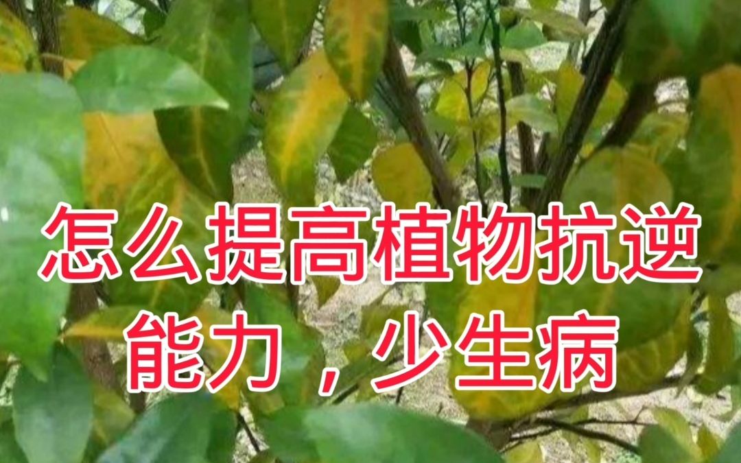 怎么提高植物抗逆能力,少生病哔哩哔哩bilibili