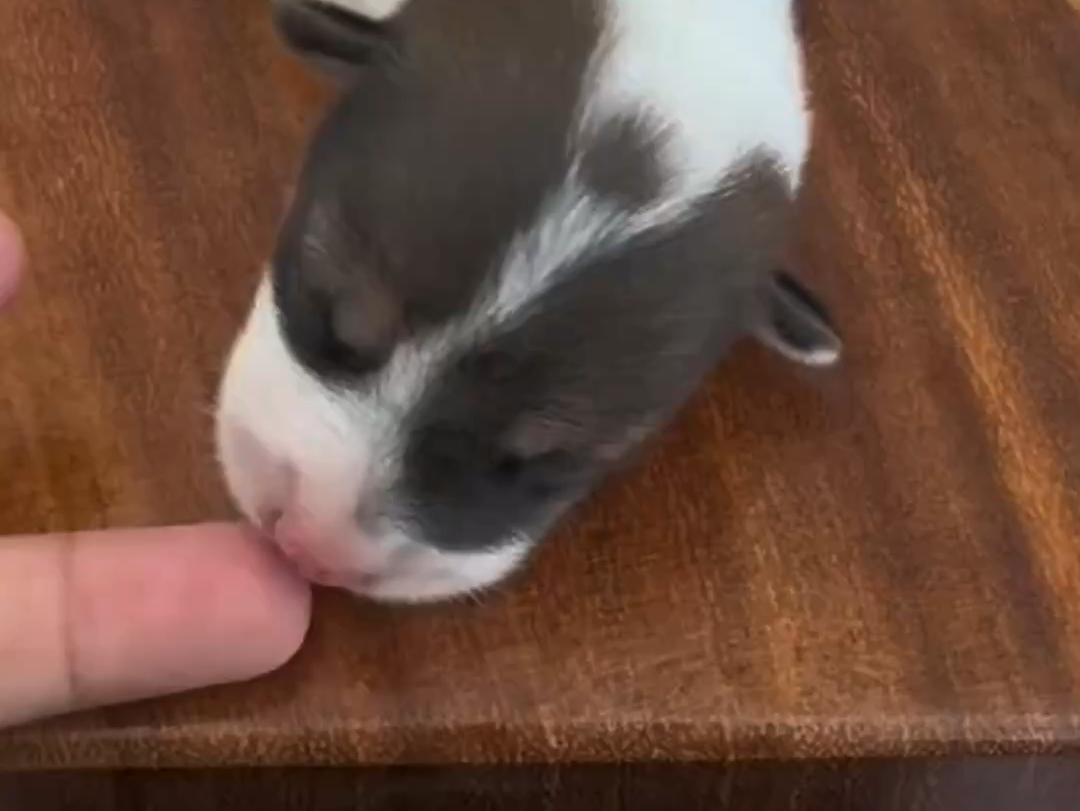 超可爱!刚出生的小奶狗