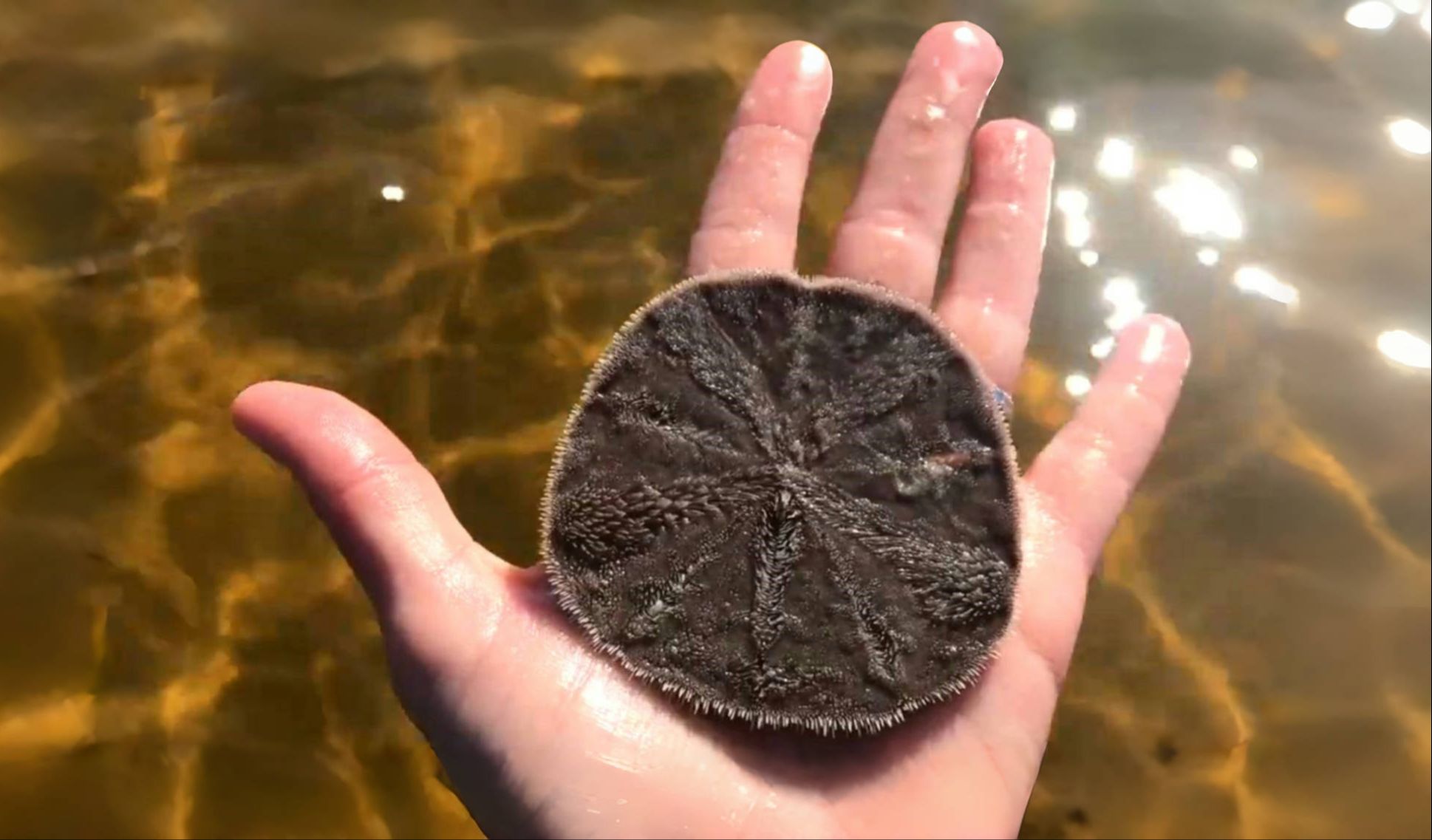 《海洋里的小沙币》