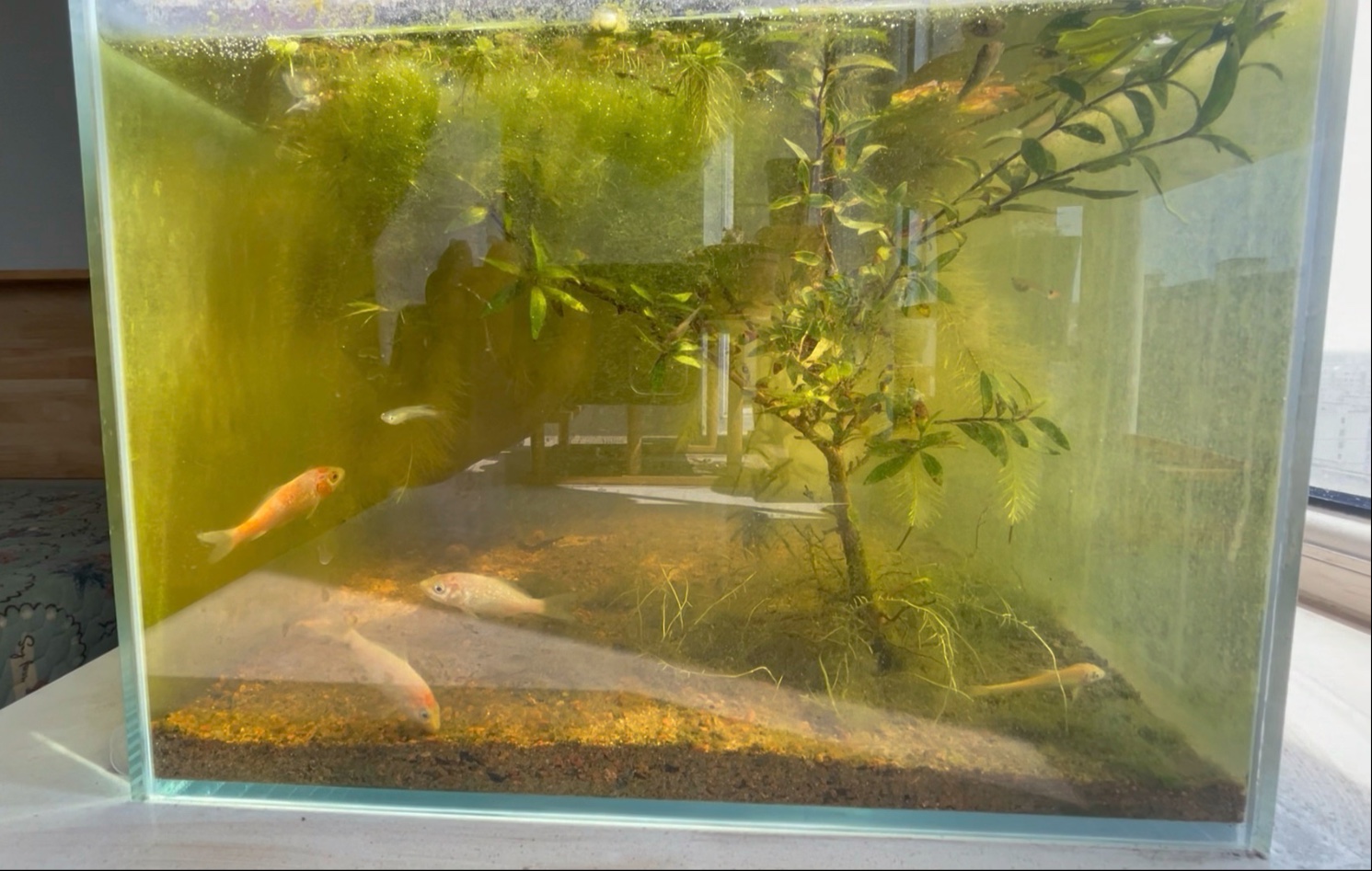 生态缸养的小锦鲤