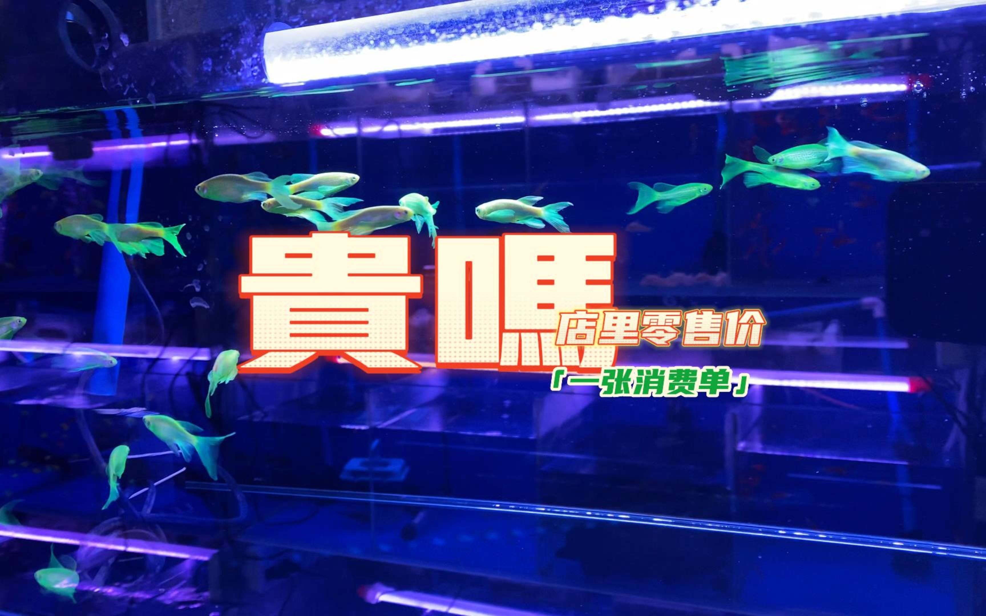 水族店真实的零售价格哔哩哔哩bilibili