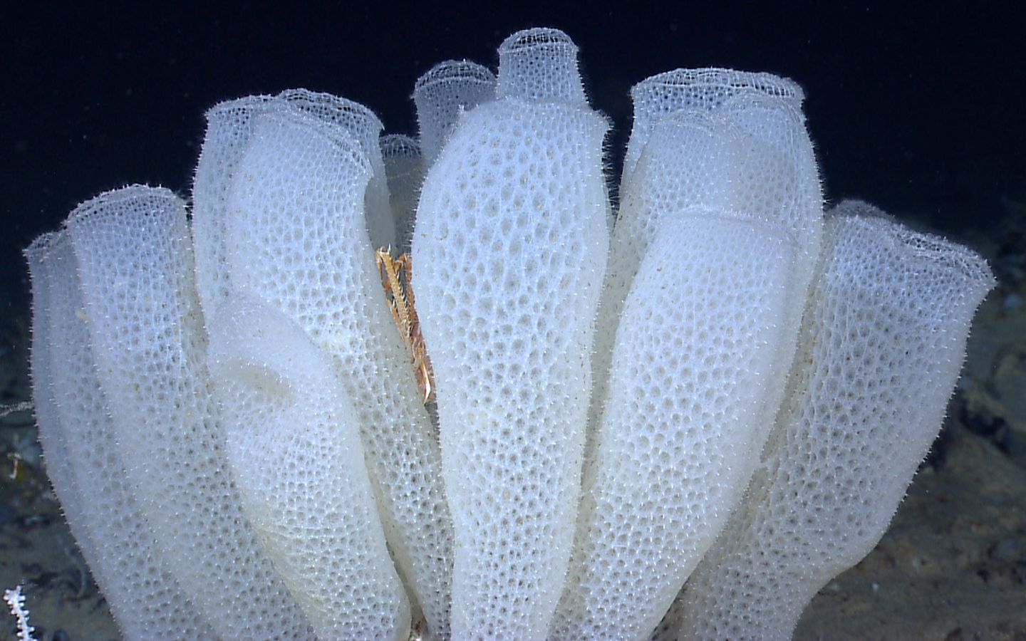 剁我一万块,站起万个我,动物界死侍多孔动物门【龙女动物学05】