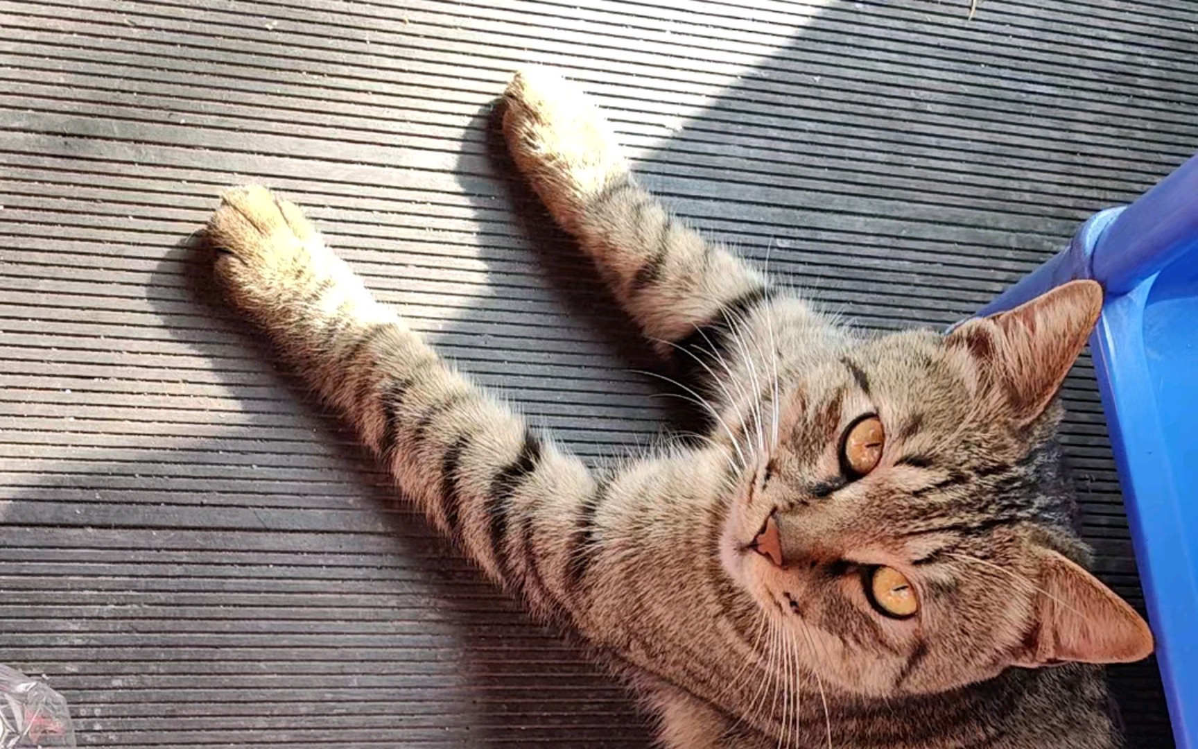猫大哥 B站