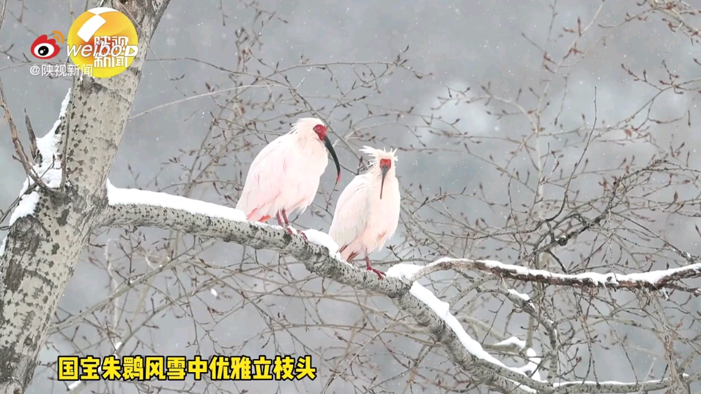 [图]画面太美！国宝朱鹮大雪中优雅立枝头