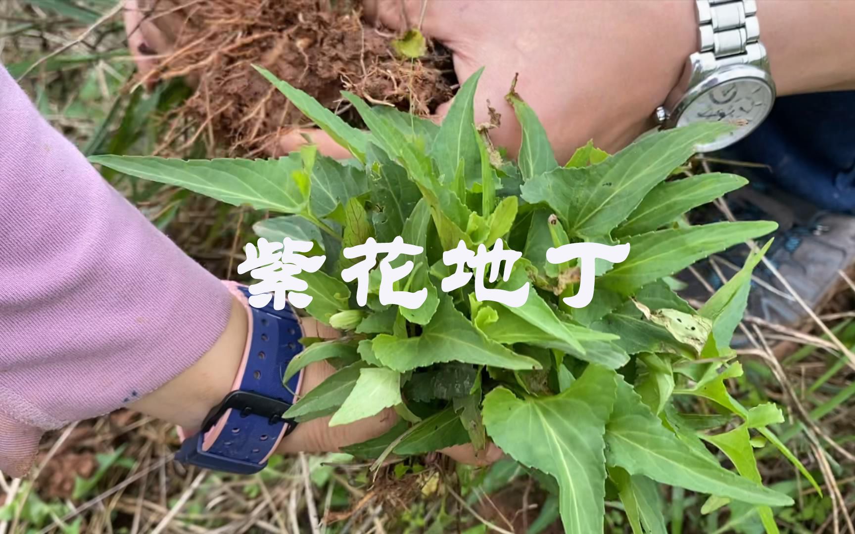 地丁紫花冷敷凝胶图片