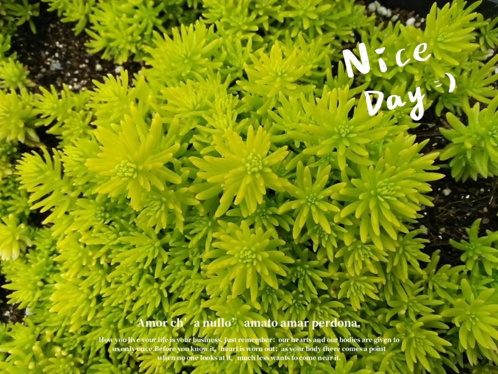 禾雀脷,打不死,火烧草,佛指甲,铁指甲,龙牙草,回生草,万年草【功效与